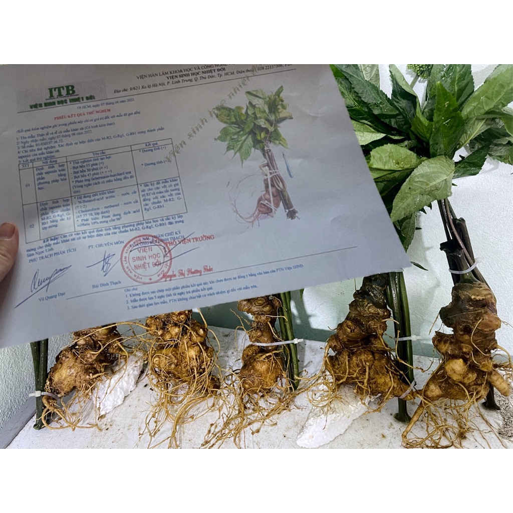 1Kg Sâm ngọc linh