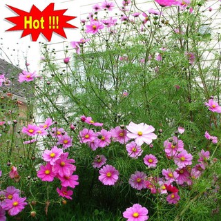 🌟HẠT GIỐNG HOA SAO NHÁY MIX🌟 CỰC DỄ TRỒNG 200 HẠT