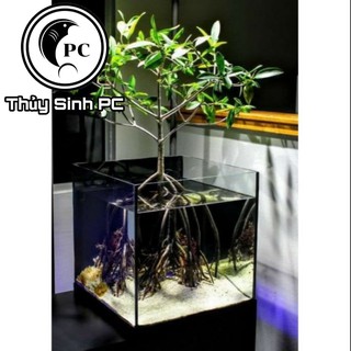 Thủy Sinh - Cây Thủy Sinh - Đước - Biotope - Bán Cạn , thủy sinh độc lạ