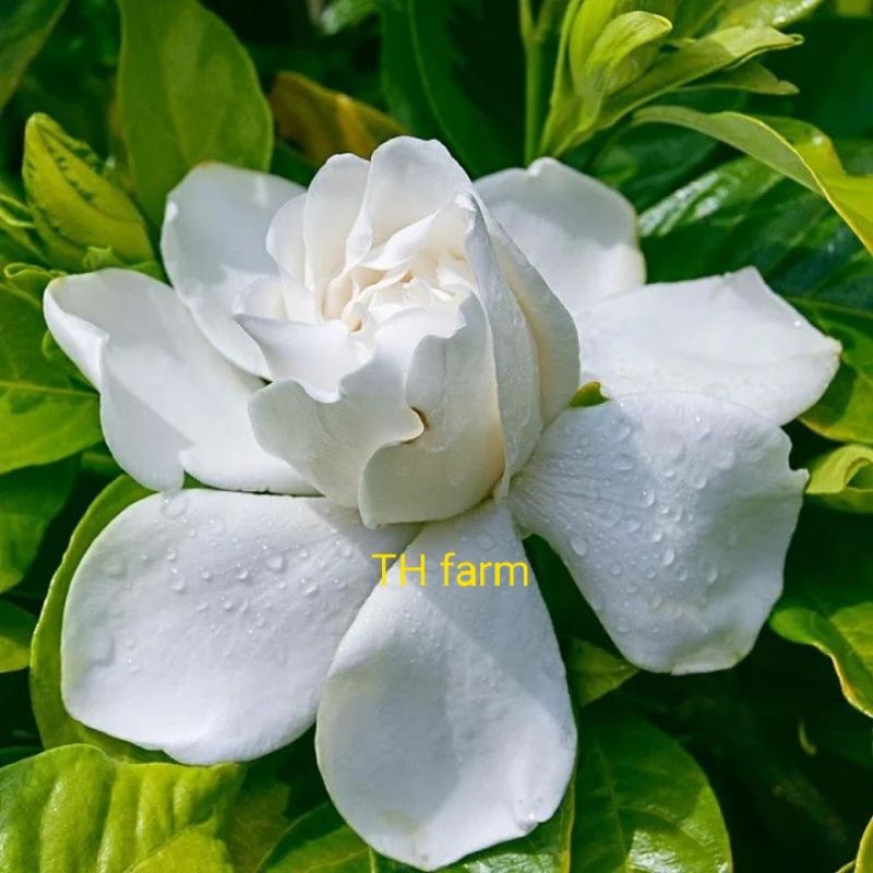 Cây hoa dành dành cánh kép _TH farm_ Cây chuẩn giống- Chất lượng cao