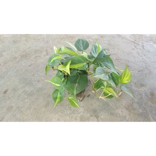 trầu bà Brazil