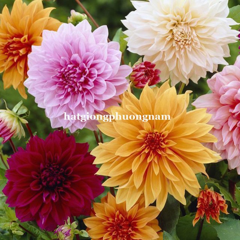 10H - HẠT GIỐNG HOA THƯỢC DƯỢC LÙN F1 CHUẨN KÉP T0003