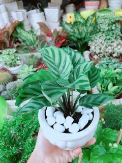 Chậu Đuôi Công Xanh