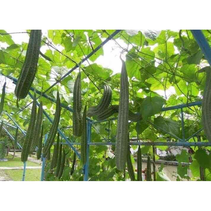 HẠT GIỐNG MƯỚP KHÍA THÁI LAN F1 - GÓI 10 HẠT