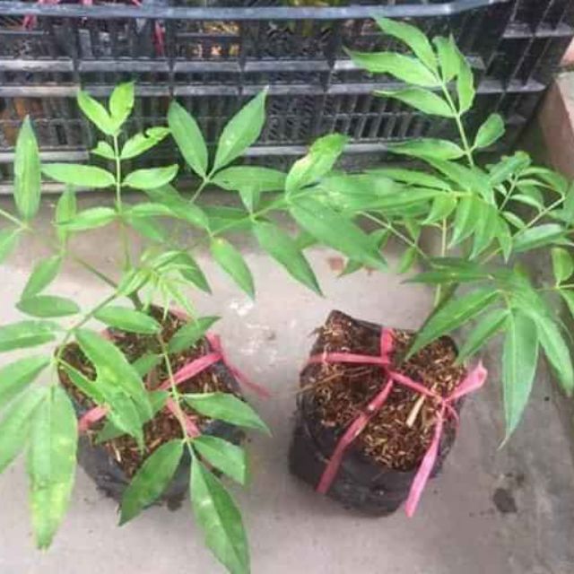 Combo cây giống cóc ,ổi