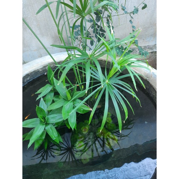 Thủy trúc việt 70 cây 50 k