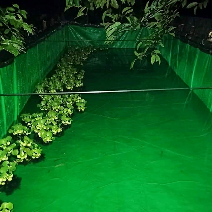 Bể bạt nuôi ốc lươn cá loại 1 dày dai kích thước 2m x 1m x 0,5m