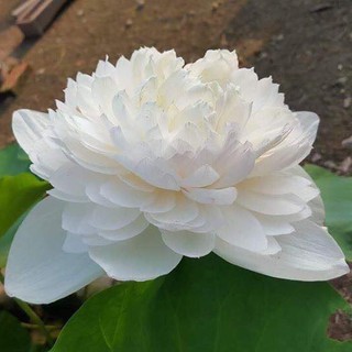 Hạt giống sen bách diệp hoa màu trắng - 5 hạt