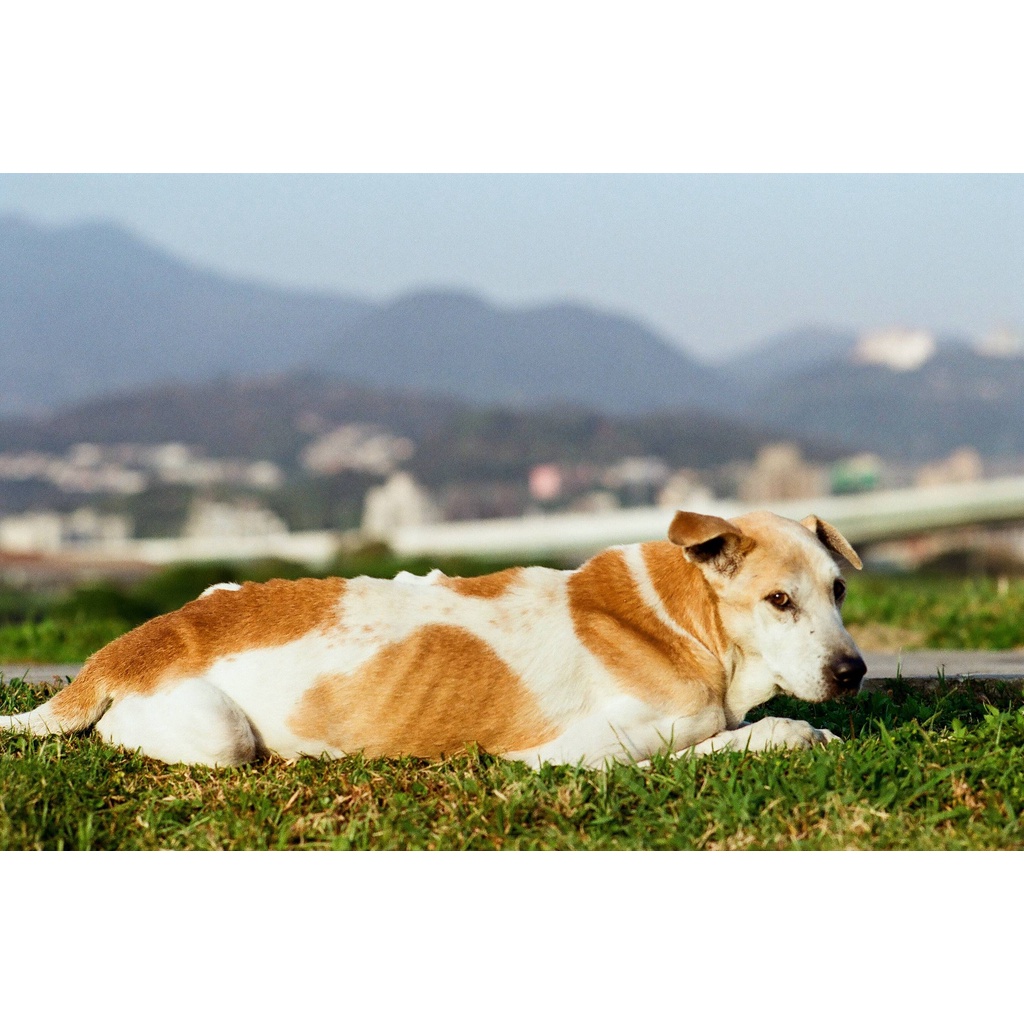 Phim Kodak Pro Image ISO 100, Màu Color, 135/35mm x 36 Kiểu, In Date Cho Máy Chụp Ảnh Film - LIIQ Flash