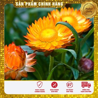 HẠT GIỐNG HOA CÚC BẤT TỬ NHIỀU MÀU