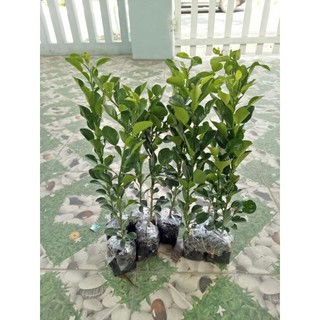 Cây chúc giống An Giang