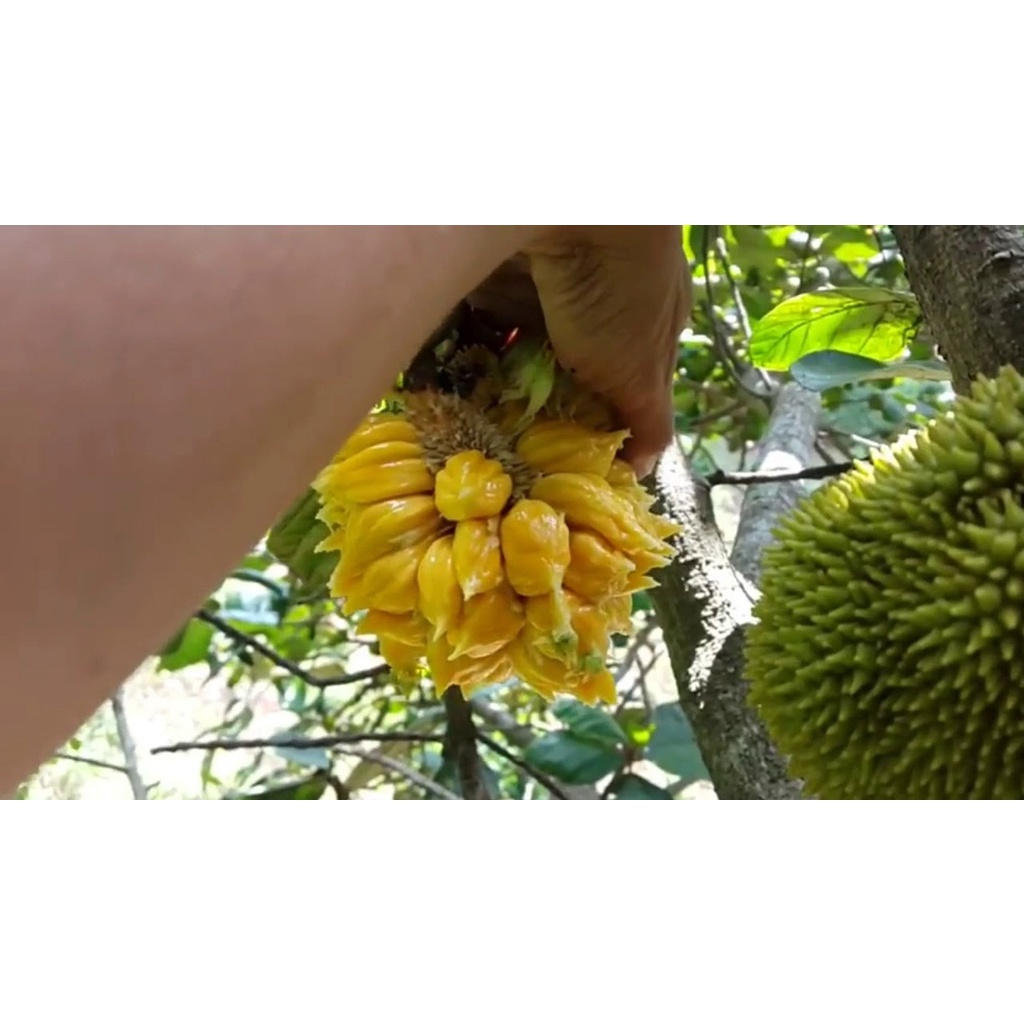 Cây Giống Mít mơ