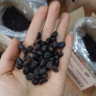 Combo 50 Hạt Dổi, 50g Mắc Khén loại 1