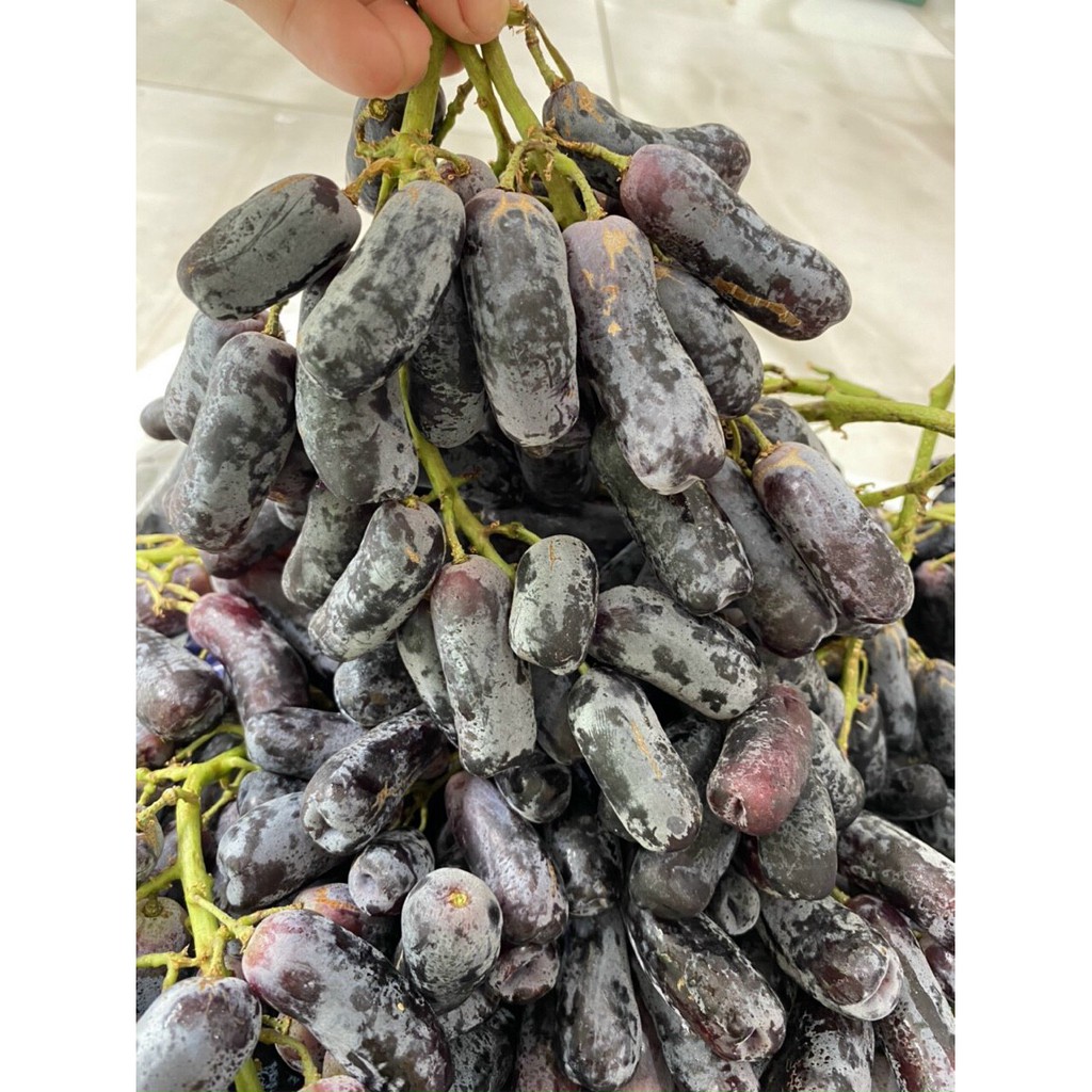 NHO NGÓN TAY ILLUME MỸ_1kg