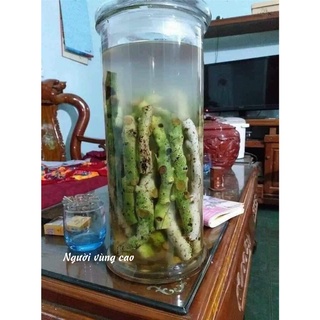 Cốt Toái Bổ - Hàng Tươi [Combo 3-5Kg] (Cây Tắc Kè Đá Rừng)