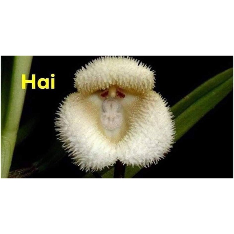 Hoa lan mặt khỉ Chơi Tết