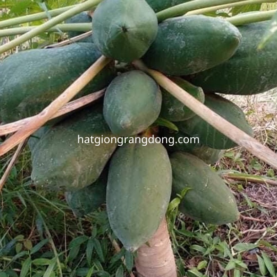 Hạt Giống Đu Đủ Siêu Lùn 540 (20 hạt)