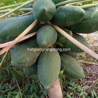Hạt giống đu đủ siêu lùn 540