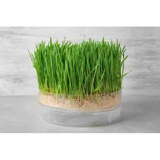 Hạt giống mầm lúa mạch/ lúa mì gói 100g