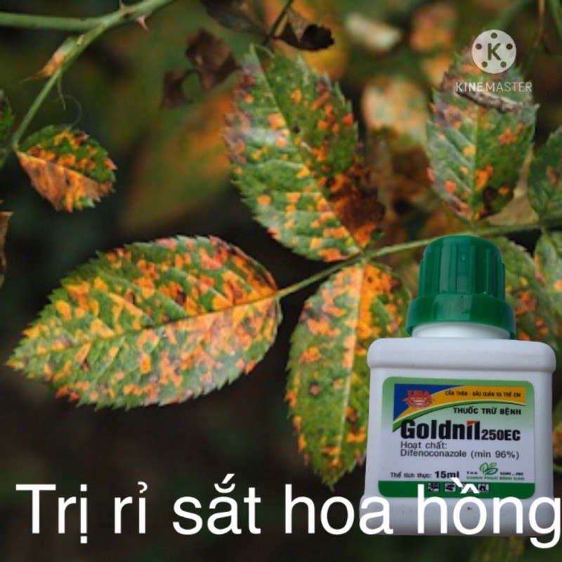Thuốc đặc trị phấn trắng, đốm lá, rỉ sắt trên hoa cây cảnh Goldnil 250EC 15ml