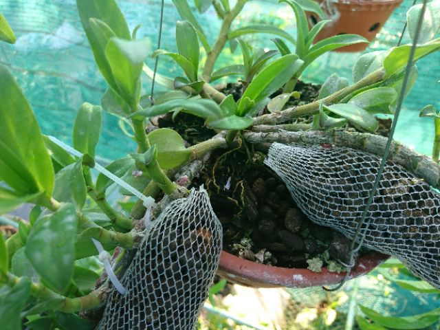 1kg Phân Dê Bón Lan Đã Qua Xử Lý, phơi khô dùng cho lan, cây cảnh,rau sạch hữu cơ.