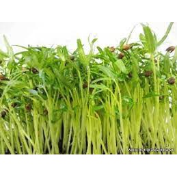 (Gói 100 hạt) Hạt giống mầm rau muốngdễ trồng kháng bệnh tốt năng suất cao-Tổng kho hạt giống giá rẻ