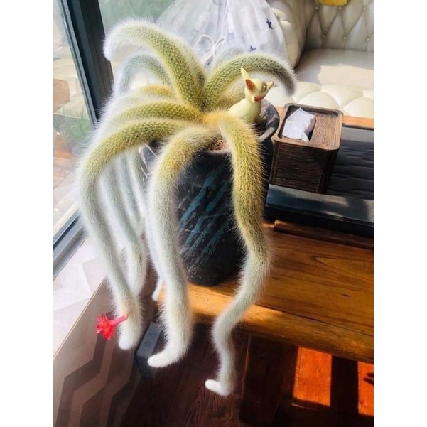 Chậu cứng Xương rồng đuôi hồ ly