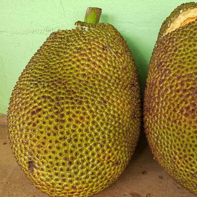 Giống Mít Indonesia Ruột Đỏ Sơ Vàng Một Năm Cho Trái