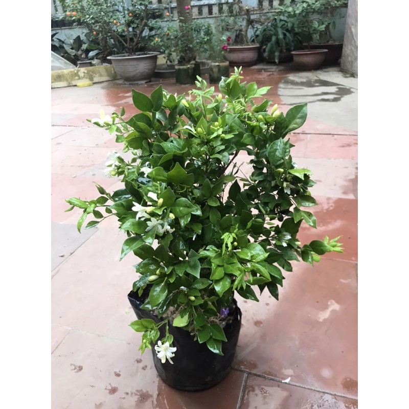 cây nguyệt quế nhỏ cao 40cm