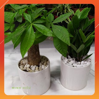 Cây Kim Tiền Để Bàn, Cây Phong Thủy Mang Lại May Mắn Về Tiền Bạc