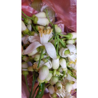 TINH DẦU HOA BƯỞI HÀ NA