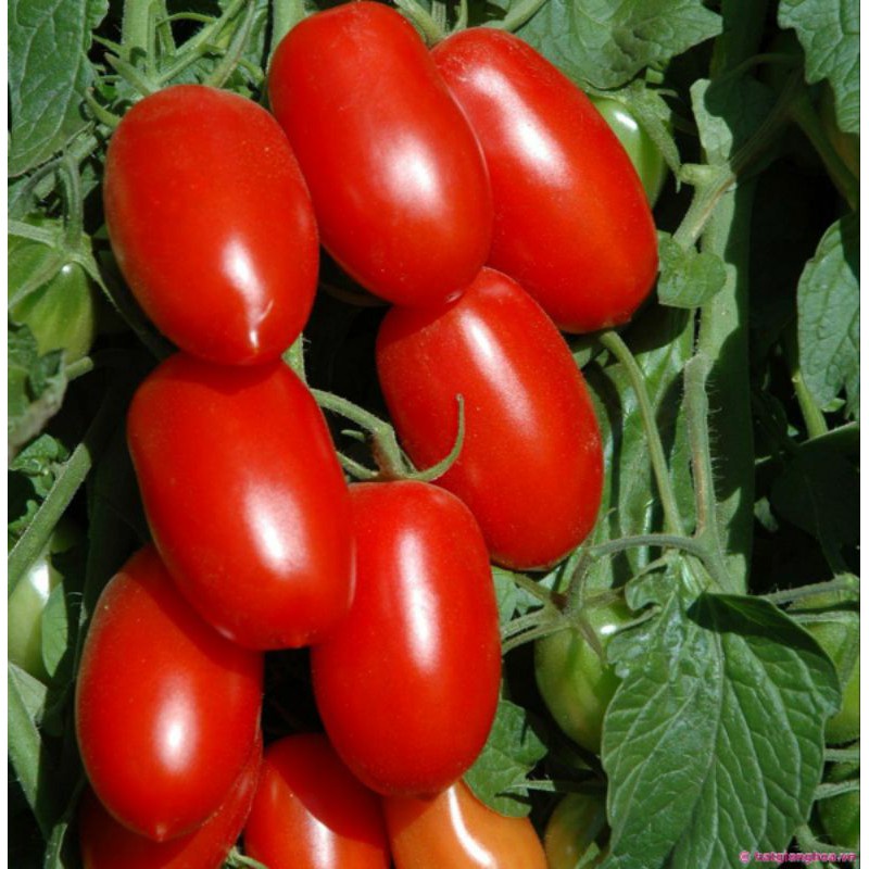 HẠT GIỐNG CÀ CHUA BI SIÊU TRÁI