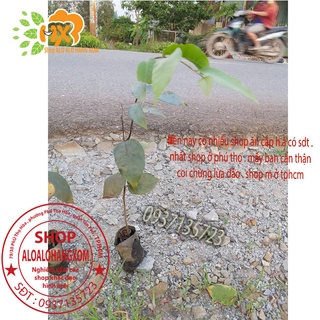 CÂY SAO ĐEN CÂY GIỐNG-COMBO 5 CÂY