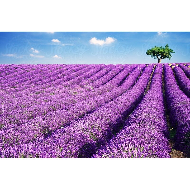 Hạt Giống Hoa Oải Hương 4 mùa ( Lavender) nhập khẩu