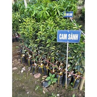 CÂY GIỐNG CAM SÀNH