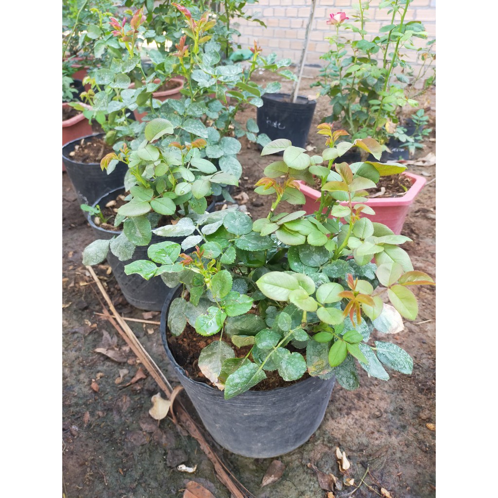 DỊCH CHUỐI ĐẬM ĐẶC - PHÂN BÓN HOA HỒNG - VƯỜN HỒNG ĐỨC LINH