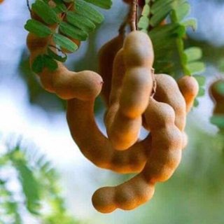CÂY GIỐNG ME THÁI SIÊU NGỌT [ THỰC SINH SIÊU QUẢ ].