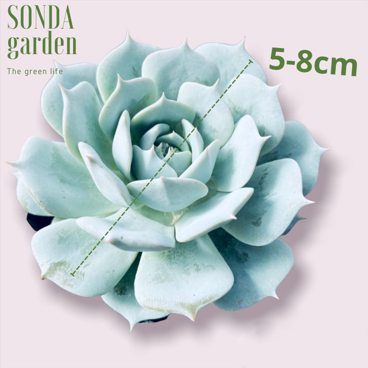 Sen đá ngọc trinh SONDA GARDEN size bé 5-8cm, xuất xứ Đà Lạt, khoẻ đẹp, lỗi 1 đổi 1