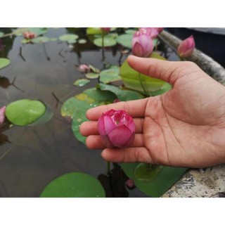 HẾT HÀNG Tự Chọn Màu Sen Nhật Mini - ( Đã Cắt Đầu Hạt )