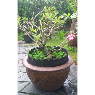 Hàng rào nhựa phân luống