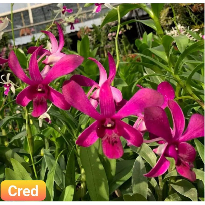 dendro nắng cred