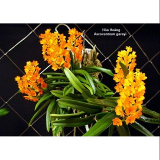 Lan hỏa hoàng cam