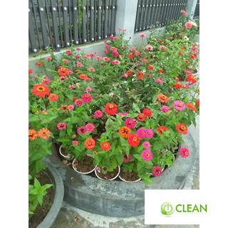 ❤HẠT GIỐNG HOA CÚC LÁ NHÁM❤ CÚC NHI NHA NHIỀU MÀU SIÊU DỄ TRỒNG