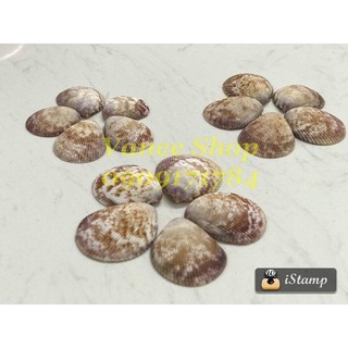 Vỏ sò dương non 100gr