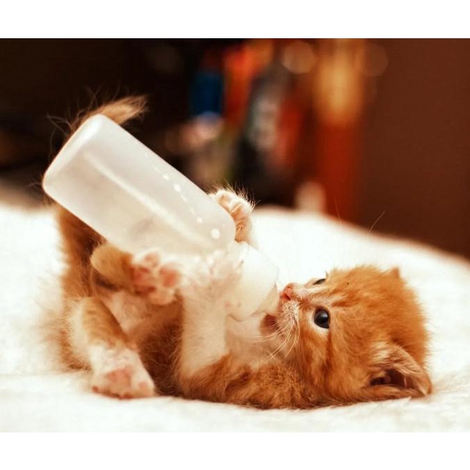 SỮA BỘT BIO MILK CHO CHÓ MÈO - 100G