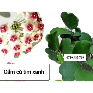 Lan cẩm cù tim xanh