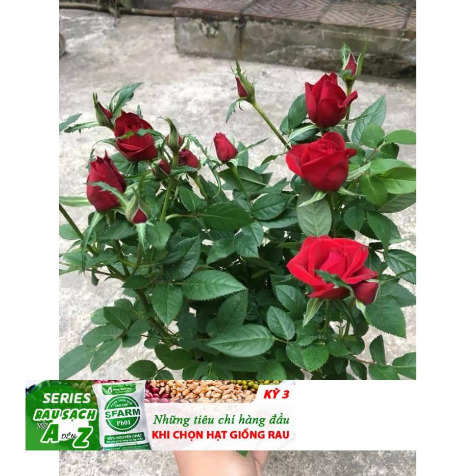 Gói 20 hạt Hoa hồng siêu nụ hoa - hoa đẹp ĐẾN MÙA TRỒNG TẾT