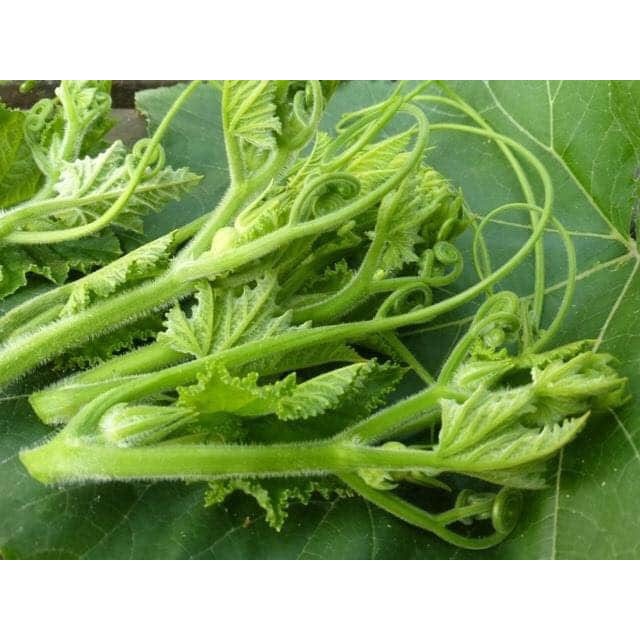 Hạt giống rau bí siêu ngọn, siêu nụ Thái lan gói 2gr_Rau bí ăn ngọn, hoa, quả bao tử nhập khẩu nguyên gói