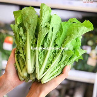 10 GR - HẠT GIỐNG CẢI BẸ DÚN