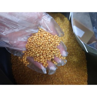 Phân Tan Chậm Hạt Vàng Osmocote 14-14-14 tan chậm 100g dùng cho hoa lan, hồng